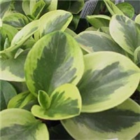 12d43154-peperomia obtus varielg.jpg